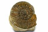 Jurassic Ammonite Fossil - France #311821-1